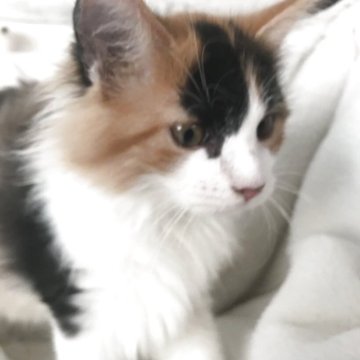 サイベリアン【茨城県・女の子・2025年5月29日・キャリコ、マイクロ、ワクチン2回済み（ロング、）】の写真「三毛の模様が素晴らしい、丸い顔大きな目バランス良可」