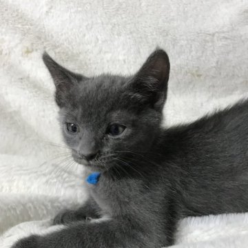 ロシアンブルー【茨城県・男の子・2025年4月25日・ブルー（短毛）】の写真「丸い目、イケメンな子猫」