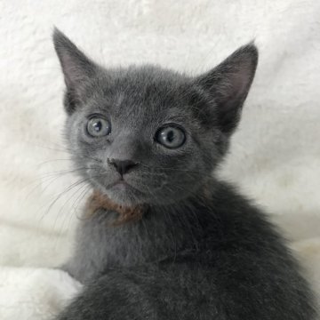ロシアンブルー【茨城県・男の子・2025年4月25日・ブルー（短毛）】の写真「丸い目、イケメンな子猫」