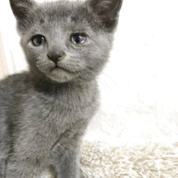 ロシアンブルー【茨城県・女の子・2025年10月18日・ブルー、ワクチン、マイクロ済み（短毛）】の写真「丸顔の可愛い女の子
ペットに最適」