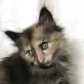 サイベリアン