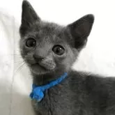 ロシアンブルー