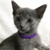 ロシアンブルー