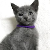 ロシアンブルー