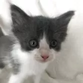 サイベリアン
