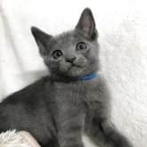 ロシアンブルー