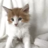 サイベリアン