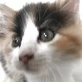 サイベリアン