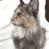 サイベリアン【茨城県・女の子・2025年5月29日・ブラウンパッチドタビーマイクロ、ワクチン2回済み】の写真4