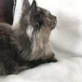 サイベリアン【茨城県・女の子・2025年5月29日・ブラウンパッチドタビーマイクロ、ワクチン2回済み】の写真5