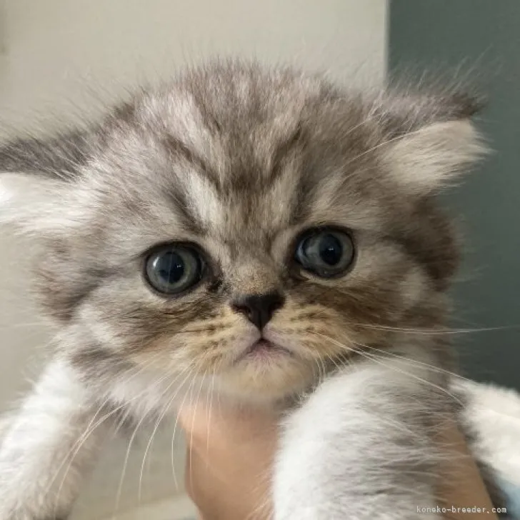 ID：2306-02537の子猫