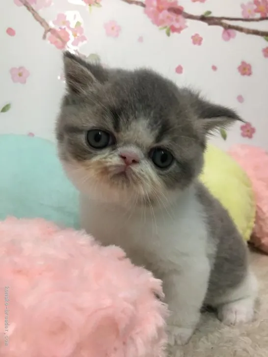 ID：2004-00159の子猫