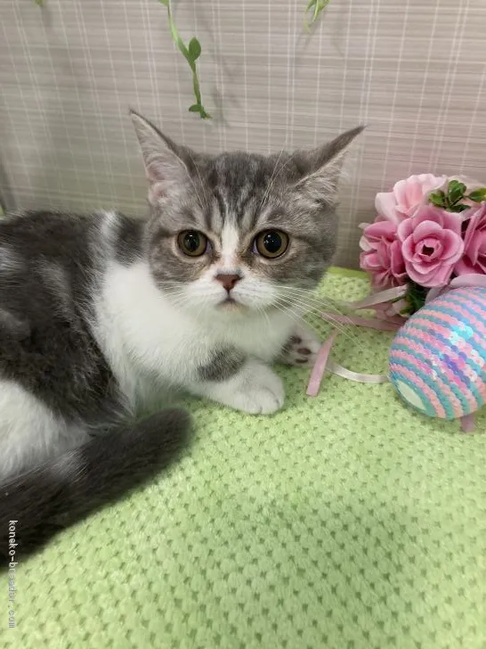ID:2011-00504の子猫