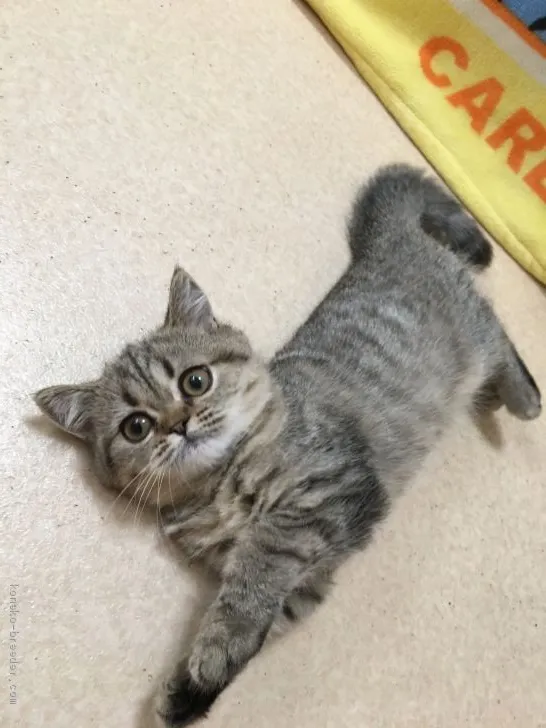 ID：1905-01488の子猫