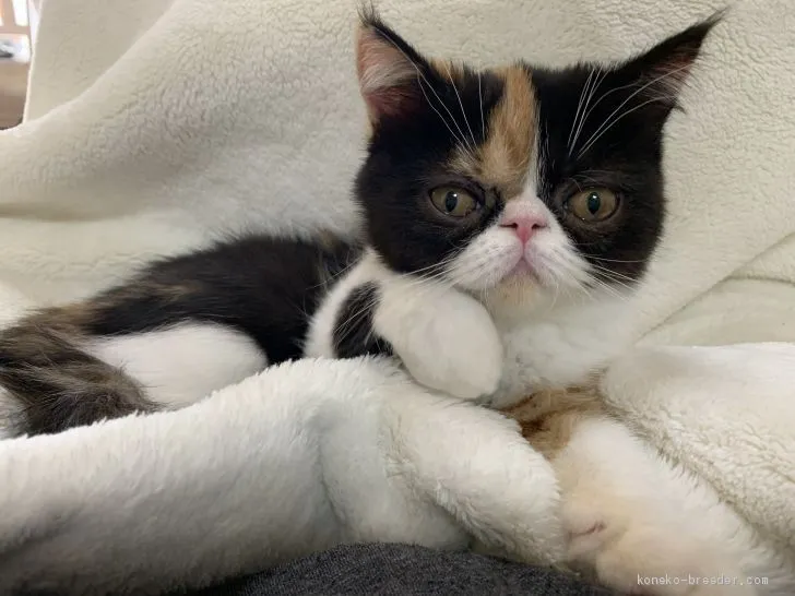 ID：1901-01107の子猫