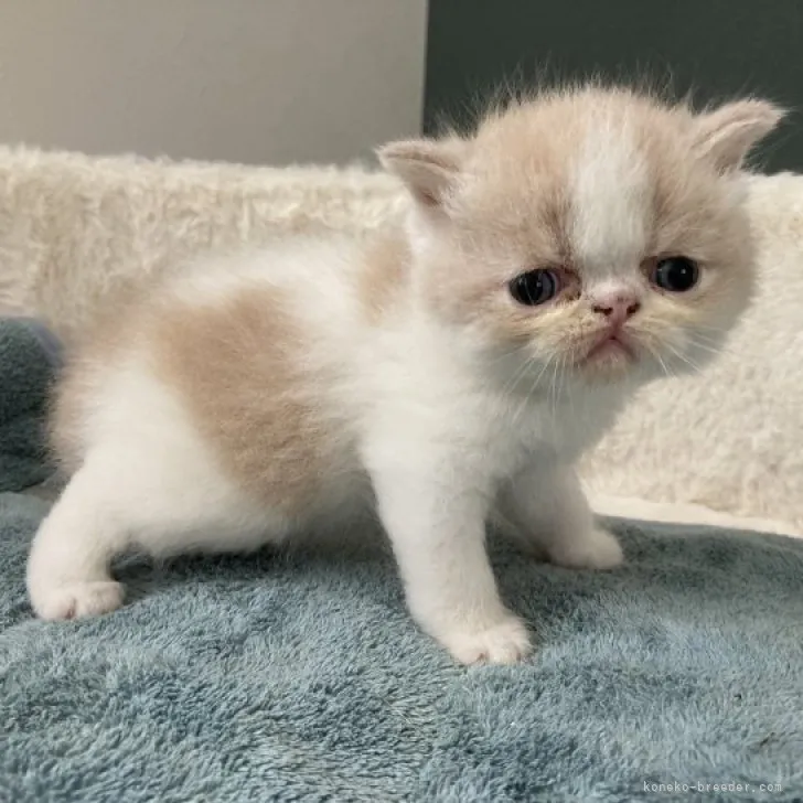 Y 様のお迎えした子猫