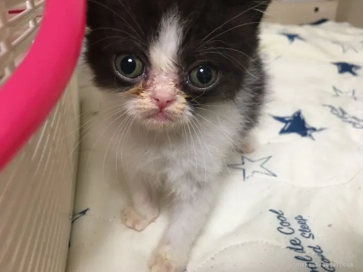 ID：1809-00526の子猫