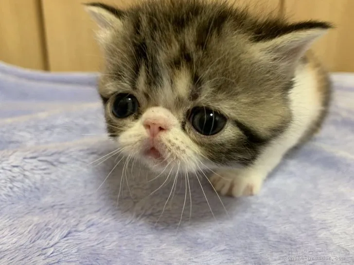 ID：1901-01110の子猫