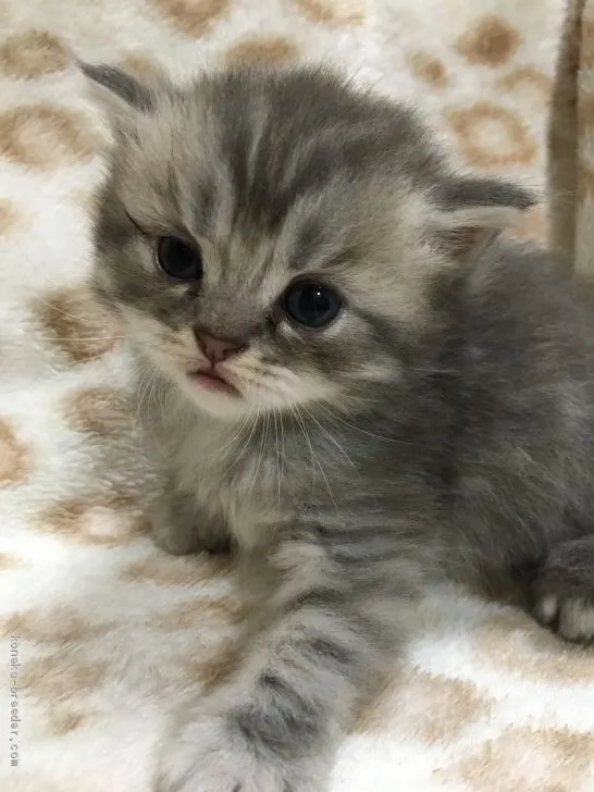 ID:2005-00274の子猫