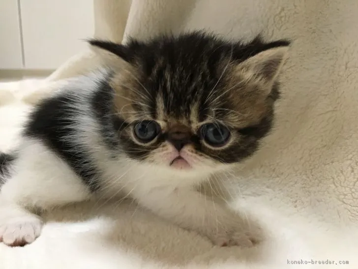 ＣＨＡＧＥ 様のお迎えした子猫