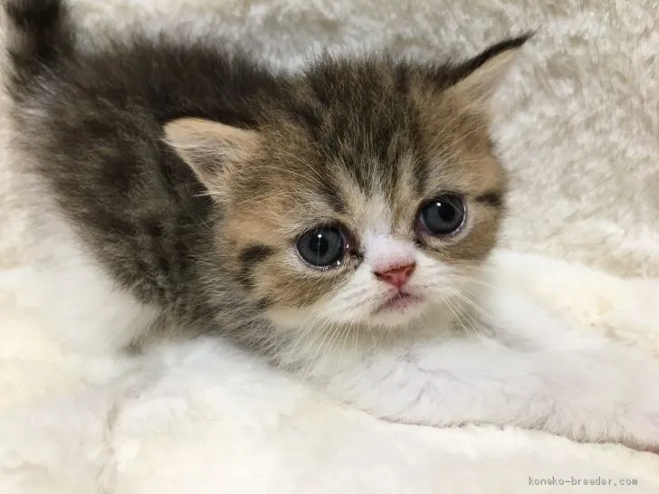 ID：2006-00499の子猫