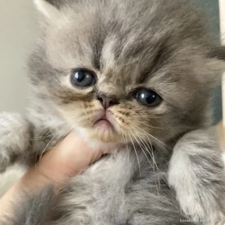 ID:2307-00666の子猫