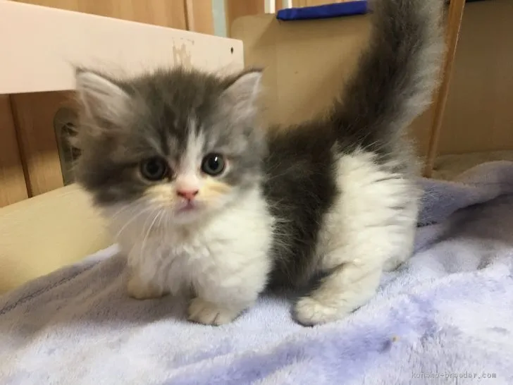 ID：2005-00278の子猫