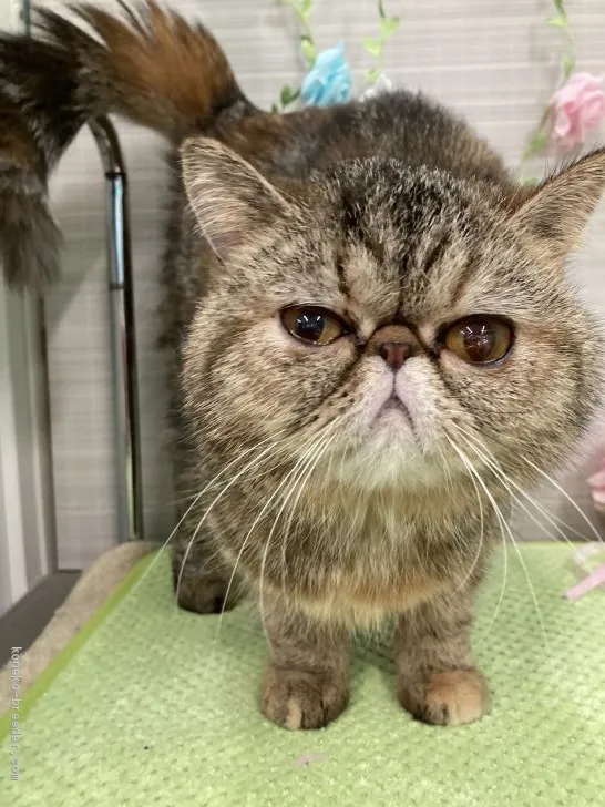 ID：2103-00435の子猫