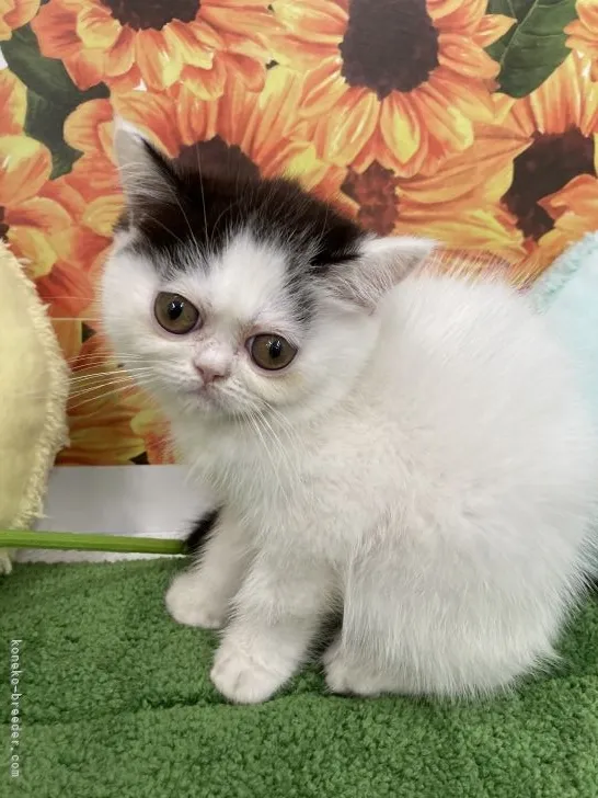 ID：2105-01852の子猫