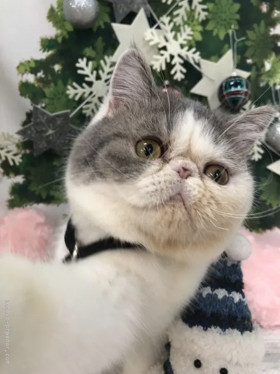 ID：2105-00088の子猫