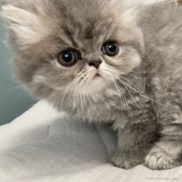 ID：2208-01148の子猫