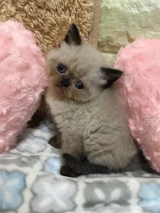 ID:1804-01112の子猫