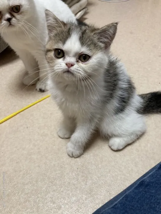 ID：2007-01801の子猫