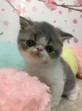 エキゾチックショートヘア【大阪府・男の子・2020年3月21日・ブルータビー&ホワイト】の写真1