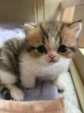 エキゾチックショートヘア【大阪府・女の子・2020年5月8日・ブラウンタビー&ホワイト】の写真1