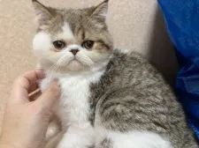 エキゾチックショートヘア【大阪府・男の子・2020年9月17日・ブラウンタビー &ホワイト】の写真1