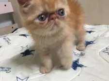 エキゾチックショートヘア【大阪府・男の子・2018年7月13日・レッドタビー】の写真1