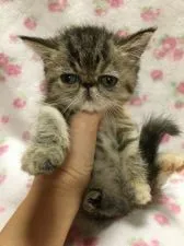 エキゾチックショートヘア【大阪府・女の子・2019年8月10日・ブラウンパッチドタビー】の写真1