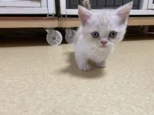 ミヌエット【大阪府・男の子・2020年10月16日・クリームタビー&ホワイト】の写真1