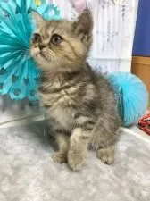 エキゾチックショートヘア【大阪府・女の子・2019年4月24日・ブラウンタビー】の写真2