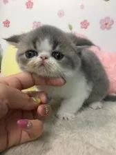 エキゾチックショートヘア【大阪府・男の子・2020年3月21日・ブルータビー&ホワイト】の写真2