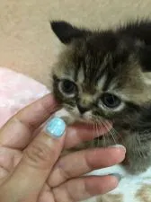 エキゾチックショートヘア【大阪府・女の子・2019年7月8日・ブラウンタビー】の写真2