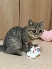 エキゾチックショートヘア【大阪府・女の子・2019年4月24日・ブラウンタビー】の写真2