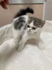 エキゾチックショートヘア【大阪府・女の子・2020年7月13日・ブラウンタビー&ホワイト】の写真3