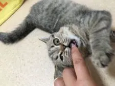 エキゾチックショートヘア【大阪府・女の子・2019年4月24日・ブラウンタビー】の写真3