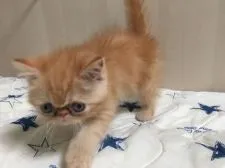 エキゾチックショートヘア【大阪府・男の子・2018年7月13日・レッドタビー】の写真4