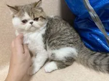 エキゾチックショートヘア【大阪府・男の子・2020年9月17日・ブラウンタビー &ホワイト】の写真4