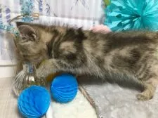 エキゾチックショートヘア【大阪府・女の子・2019年4月24日・ブラウンタビー】の写真4