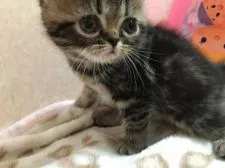 エキゾチックショートヘア【大阪府・女の子・2019年7月8日・ブラウンタビー】の写真4