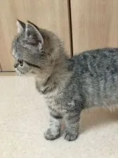 エキゾチックショートヘア【大阪府・女の子・2019年4月24日・ブラウンタビー】の写真4